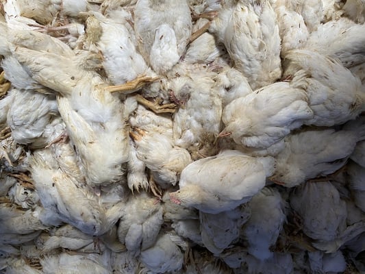 The Role of Government Policies in Shaping Poultry Insurance