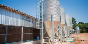 Feeding the Flock: Innovations in Poultry Feed