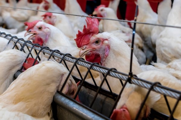 Nigeria’s Poultry Industry at a Crossroads: Navigating Feed Shortages