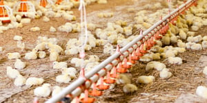 The Co-op’s Commitment to Higher Welfare Chicken: A Model for Retail