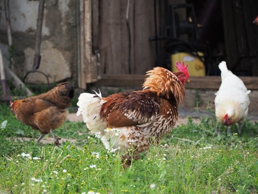 Feathered Furore: The Controversial World of Poultry Regulation and Its Impact on the Industry