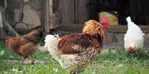 Feathered Furore: The Controversial World of Poultry Regulation and Its Impact on the Industry