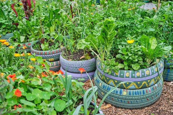 Edible Garden’s Missed Expectations: A Sign of Trouble in the Urban Farming Sector?
