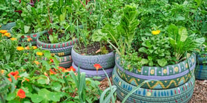 Edible Garden’s Missed Expectations: A Sign of Trouble in the Urban Farming Sector?