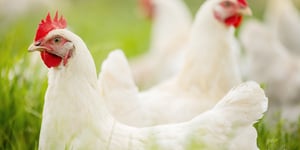 The Future of Poultry Feed: Innovations and Trends