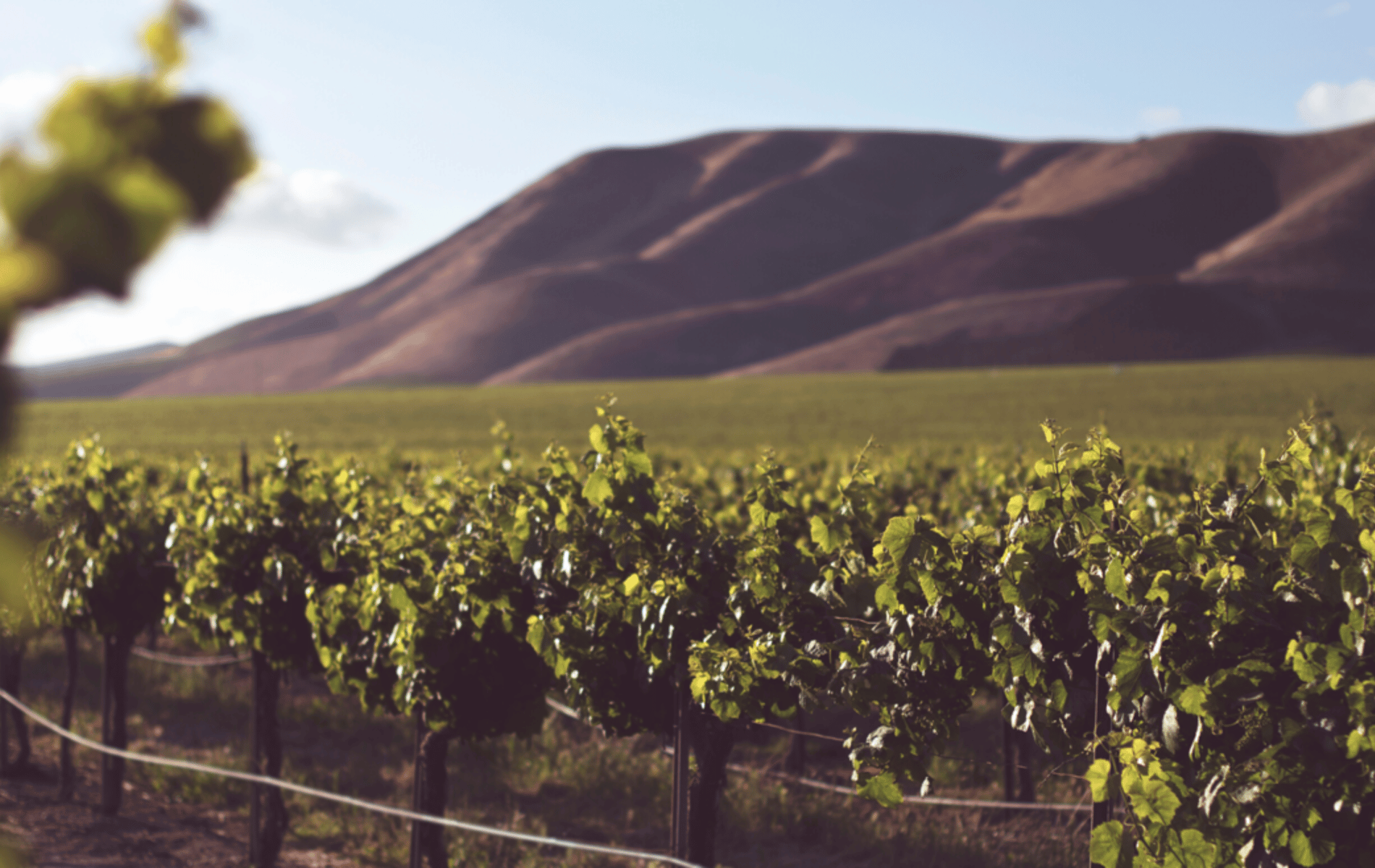 cómo distinguir un vino ecológico de un vino tradicional