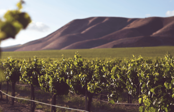 cómo distinguir un vino ecológico de un vino tradicional