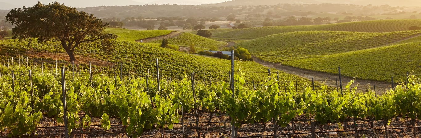Vinos Dão