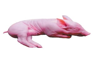 lechon congelado 3-4kg. aprox.