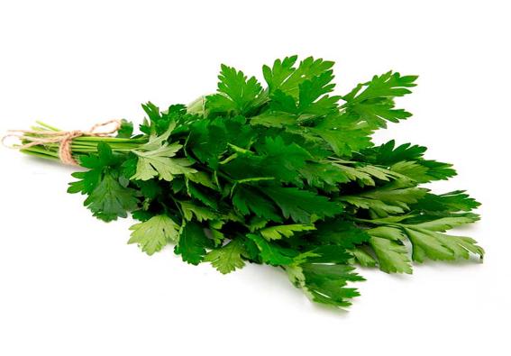 cilantro (verdura)