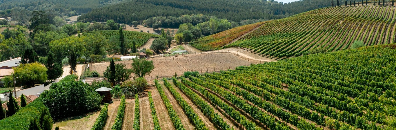 Vinos Lisboa