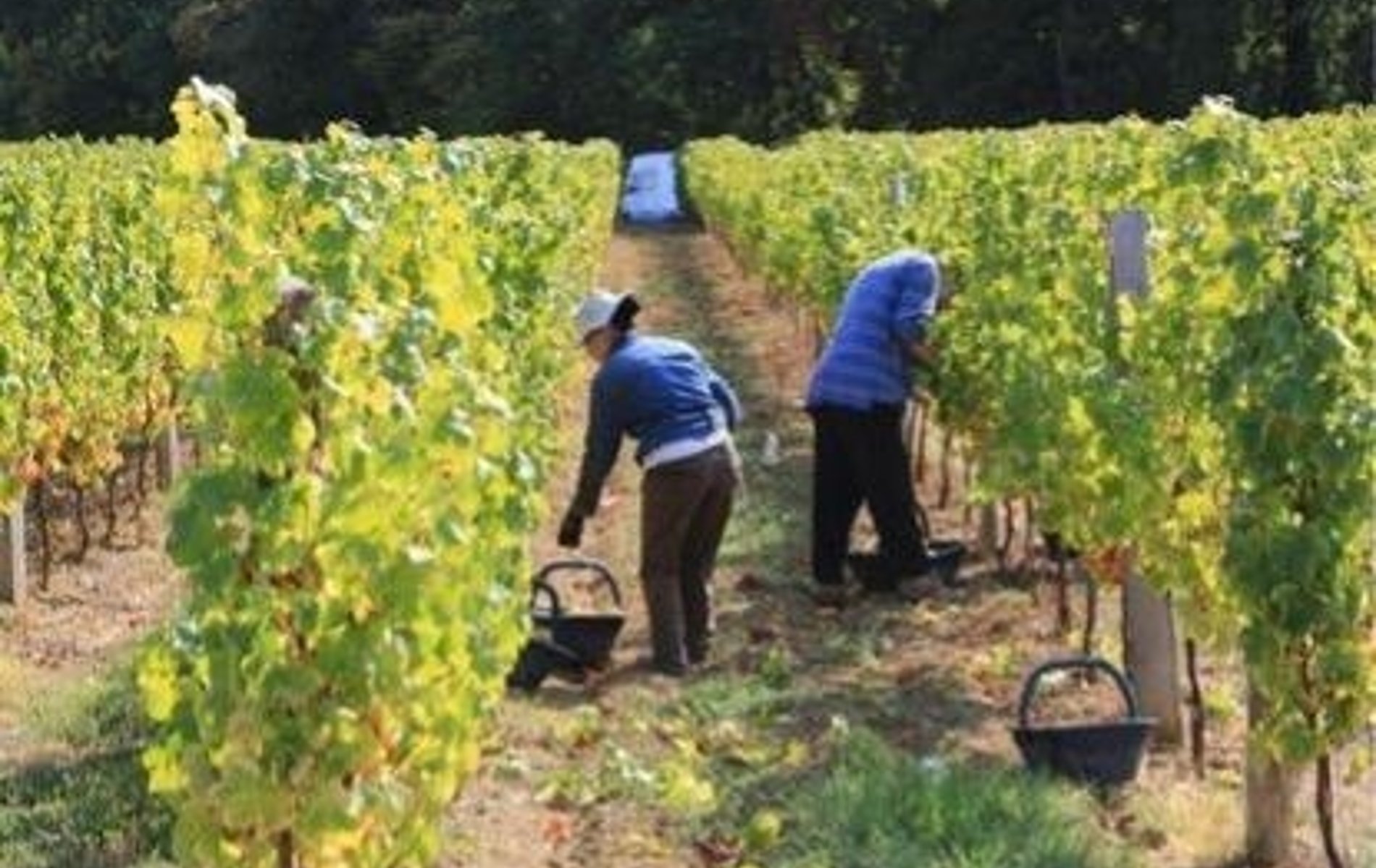 ¿dónde queda la mano del hombre?