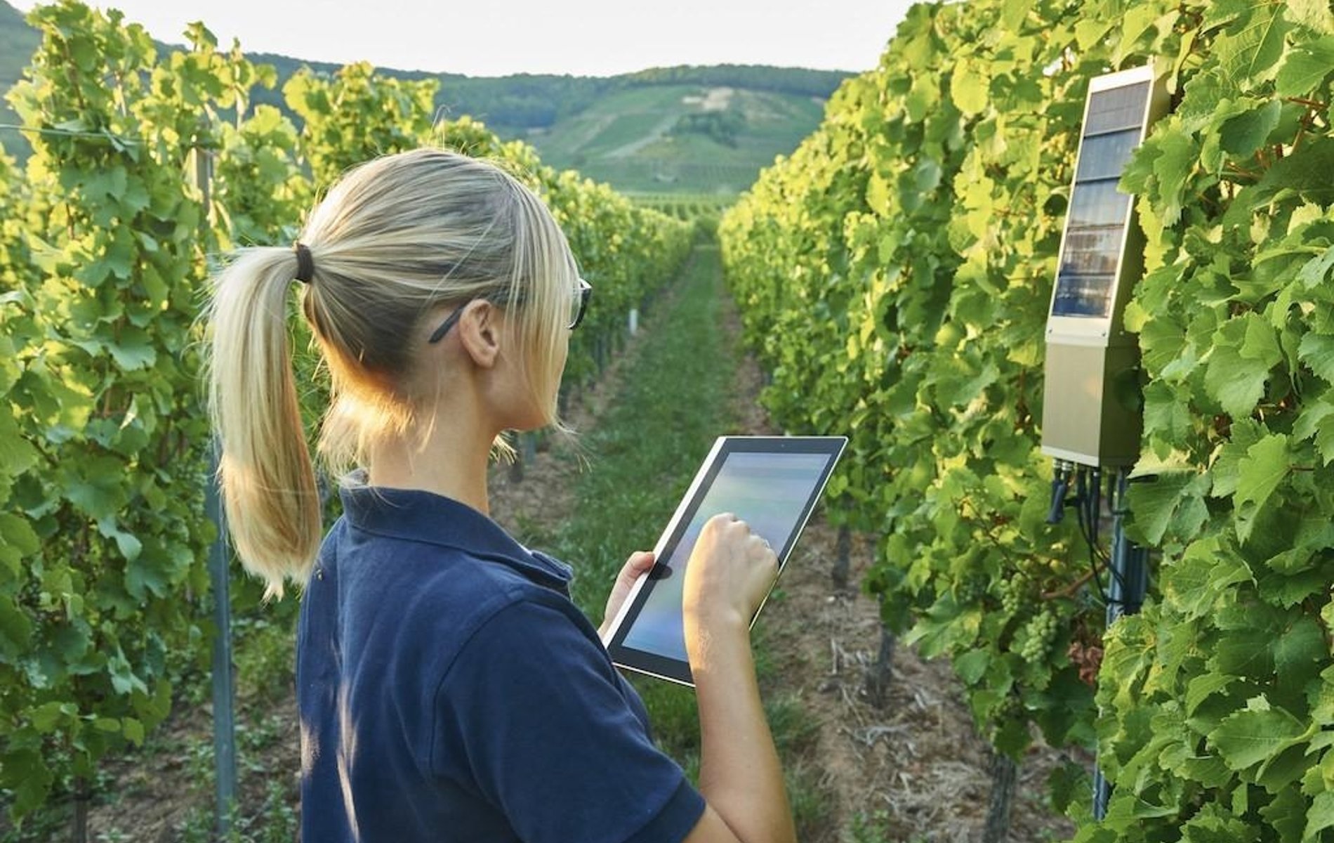 vinos y clientes más conectados