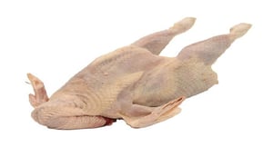 gallina semipesada