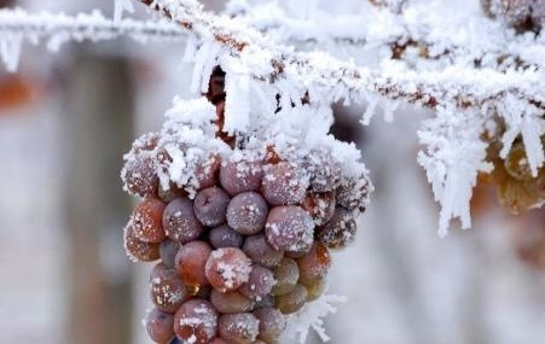 vinos de hielo españa