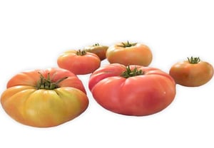 tomate pinton (verdura)
