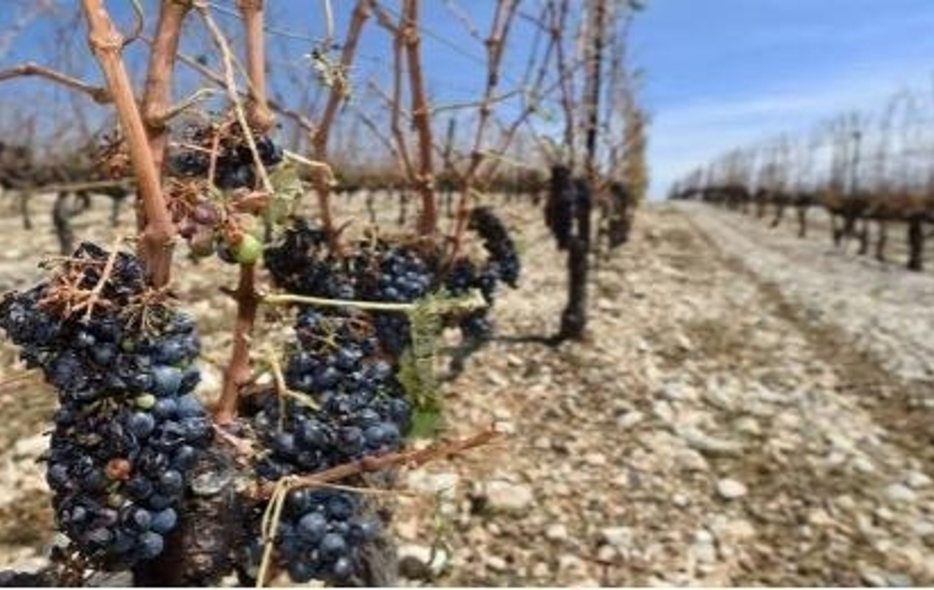 el cambio climático y la cosecha del vino