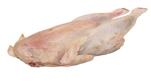 gallina pesada fresca