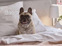 Miniatura dell'hotel 4