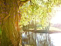 Miniatura do hotel 8