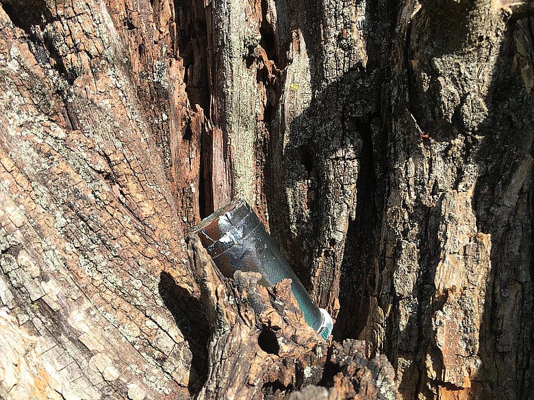 Geocache in a tree