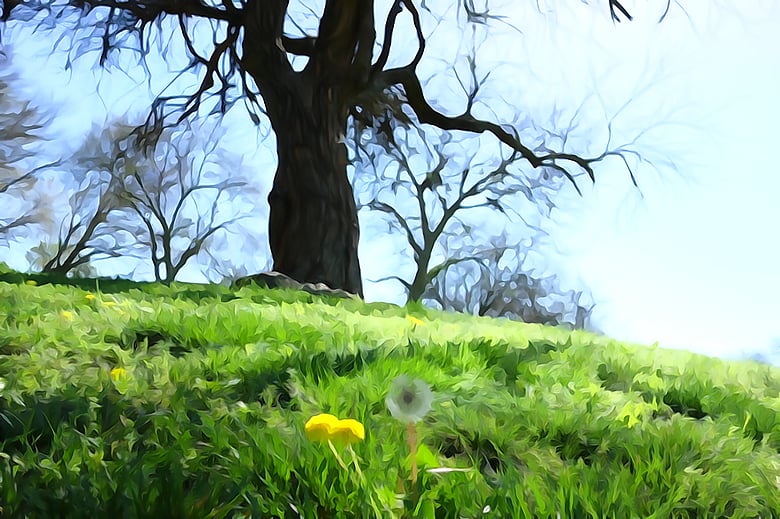 Chisholm tree