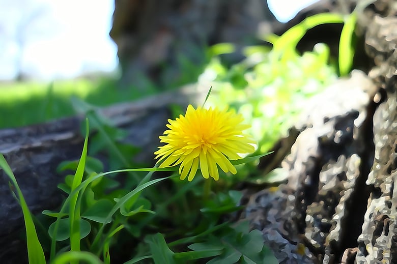 Dandelion closeup