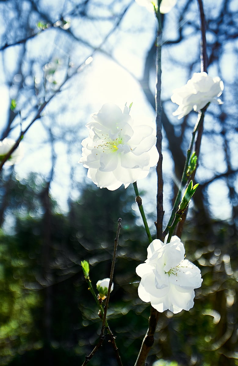 Backlit Flower