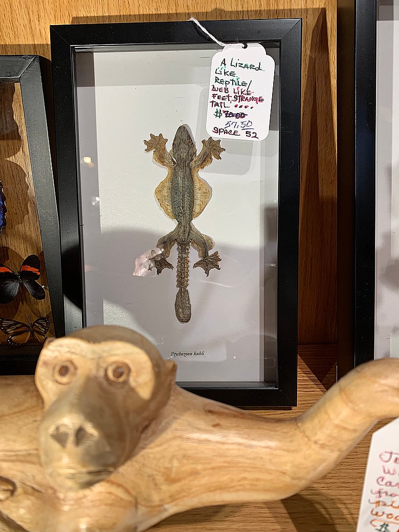 A Mysterious and Unknown Lizard