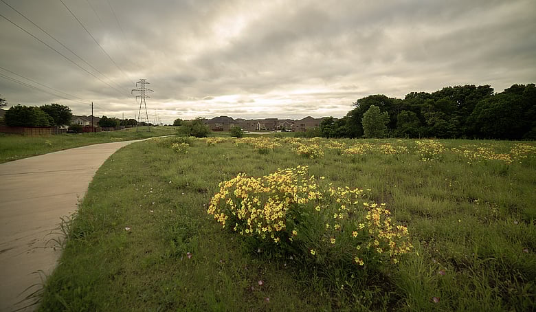 Yellow Flowers 02