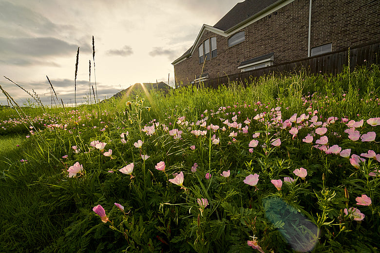 Pink Flowers 02