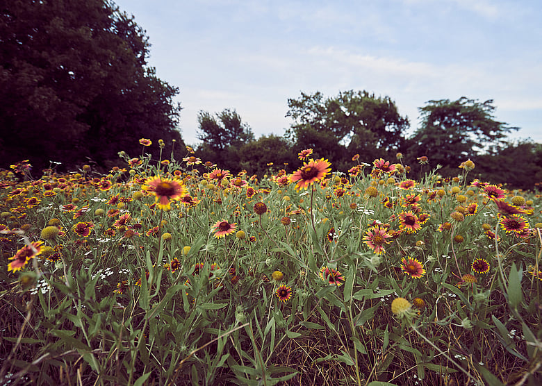 Arbor Hills Firewheels Frame 14