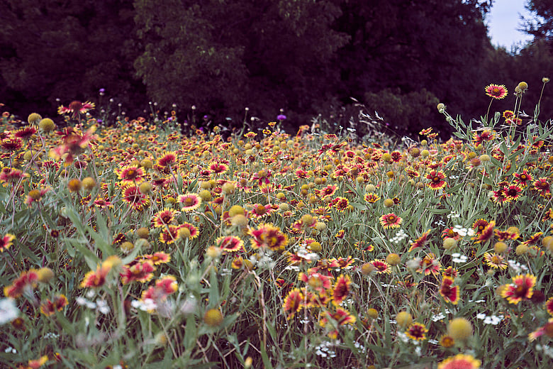 Arbor Hills Firewheels Frame 10
