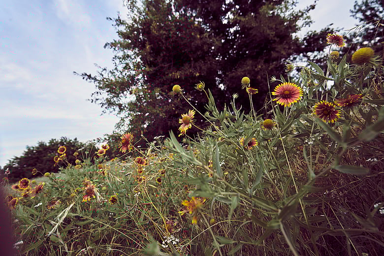 Arbor Hills Firewheels Frame 5