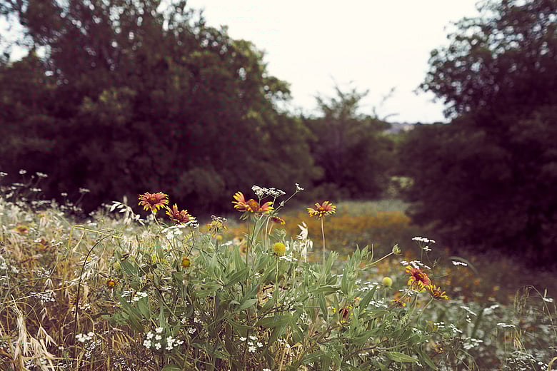 Arbor Hills Firewheels Frame 3