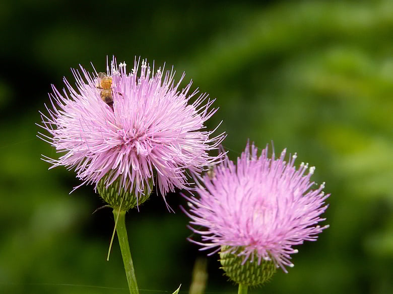 Bee Buried in a Flower