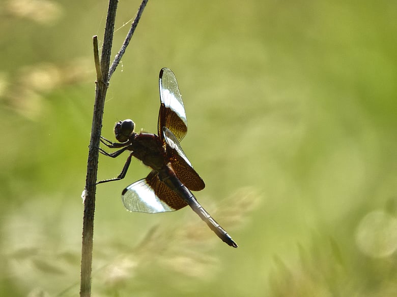 Dragonfly