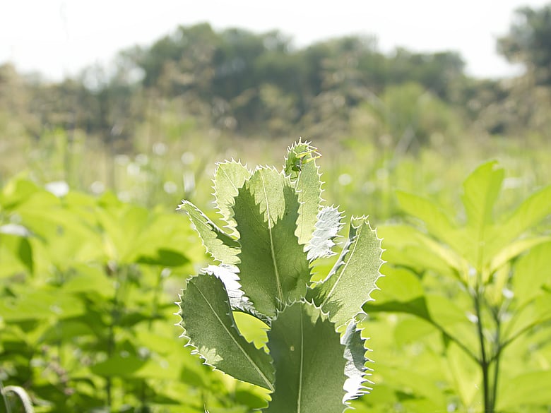 Grasshopper On A Plant