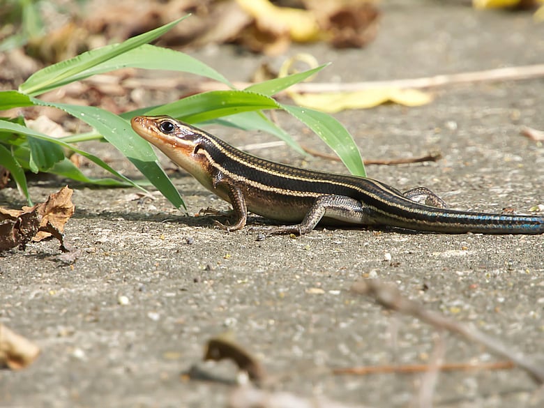 Kassi Spotted a Gecko