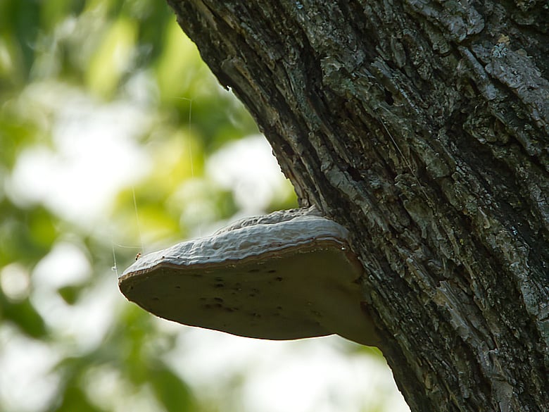 Ant On A Mushroom
