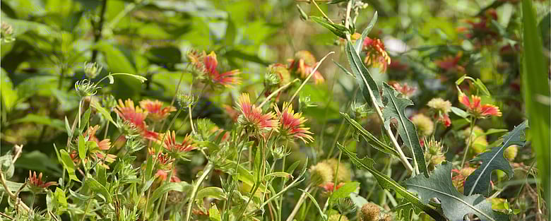 Firewheels Along The Trail