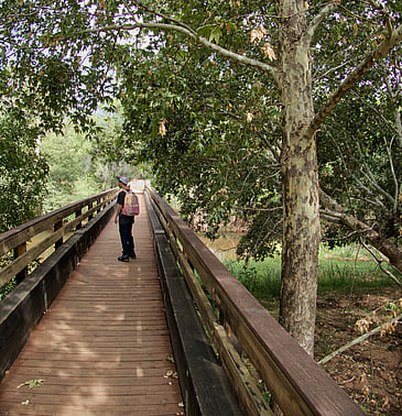 Vortex Bridge