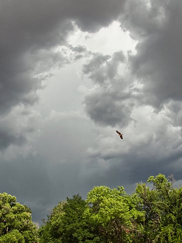 Bird About to Get Sucked Up Into a Vortex