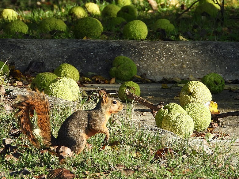 Squirrel