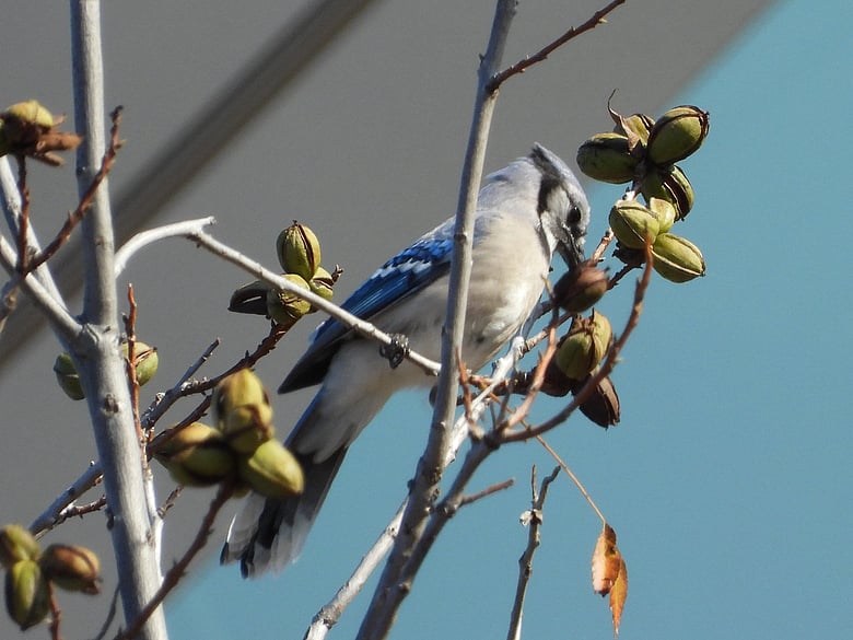 Bluejay
