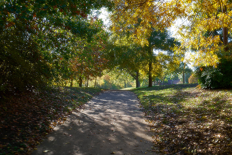Fall Shadows