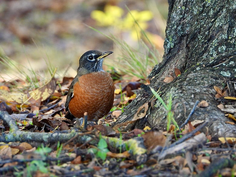 Robin