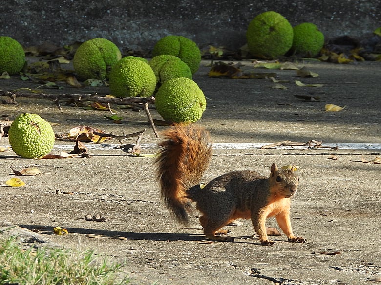 Squirrel Poised