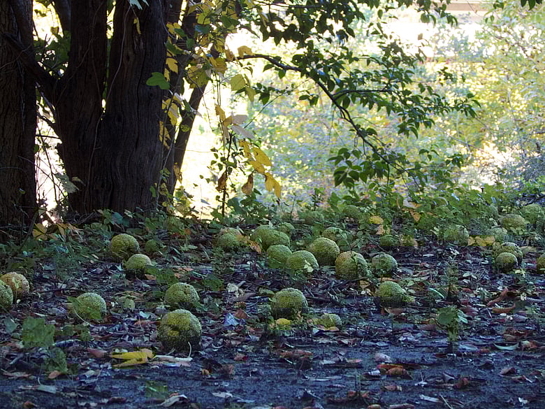 Horse Apples in Shade