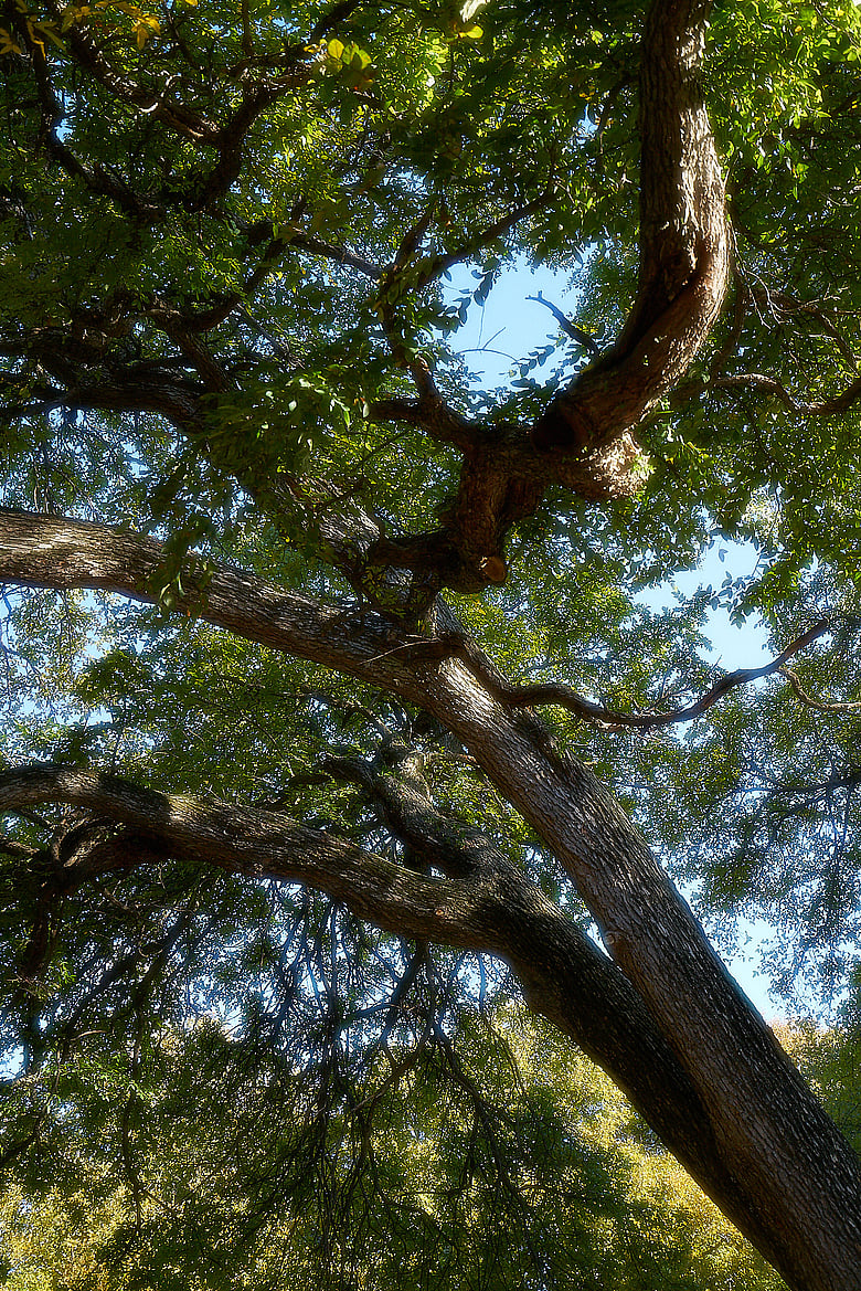 Canopy